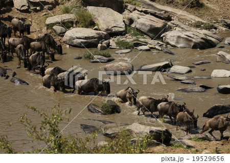 オグロヌー オグロヌー 19529656