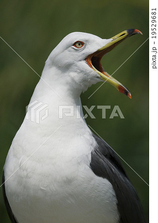 ウミネコ 19529681