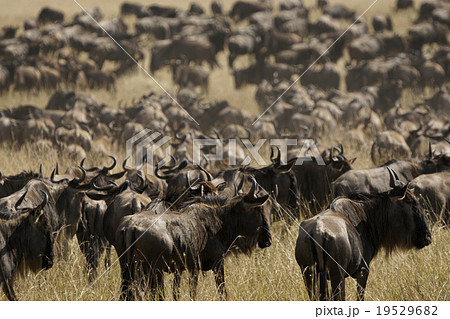 オグロヌー オグロヌー 19529682