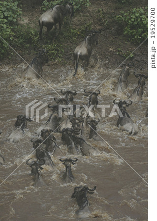 オグロヌー 19529700