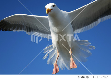 アメリカオオセグロカモメ アメリカオオセグロカモメ 19529702