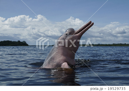 アマゾンカワイルカ アマゾンカワイルカ 19529735