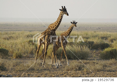 マサイキリン 19529736