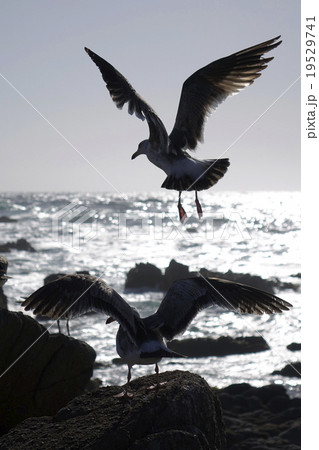 アメリカオオセグロカモメ アメリカオオセグロカモメ 19529741