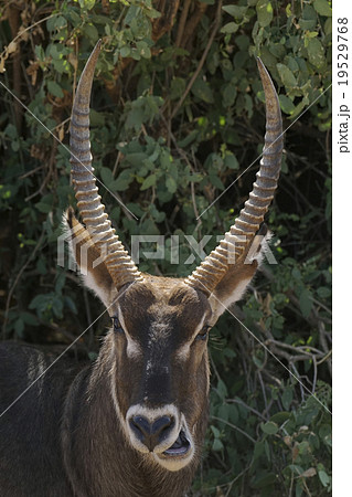 ウォーターアバック ウォーターアバック 19529768