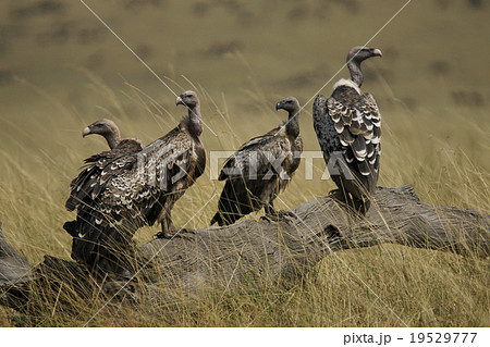 マダラハゲワシ 19529777