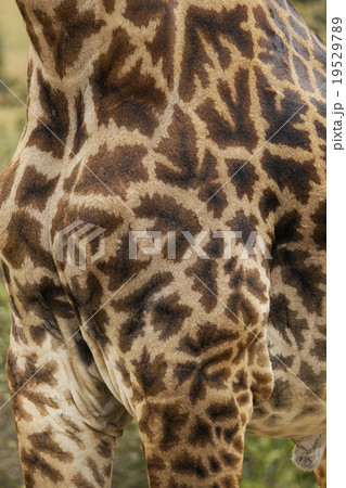 ウガンダキリン ウガンダキリン 19529789