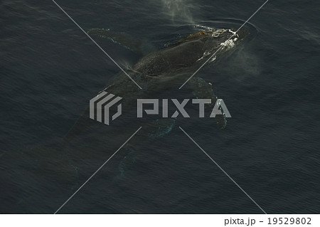 ザトウクジラ ザトウクジラ 19529802