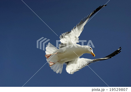 アメリカオオセグロカモメ アメリカオオセグロカモメ 19529807