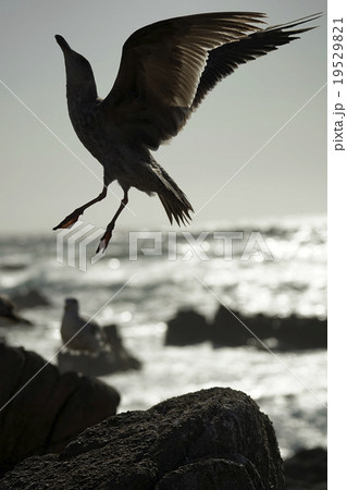 アメリカオオセグロカモメ アメリカオオセグロカモメ 19529821
