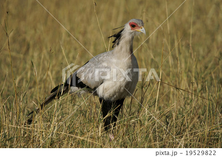 ヘビクイワシ 19529822