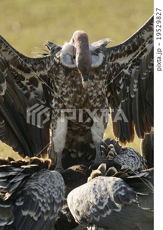 マダラハゲワシ 19529827