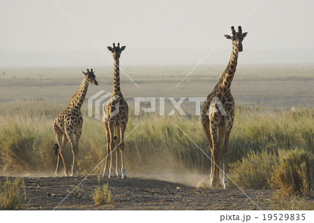 マサイキリン 19529835