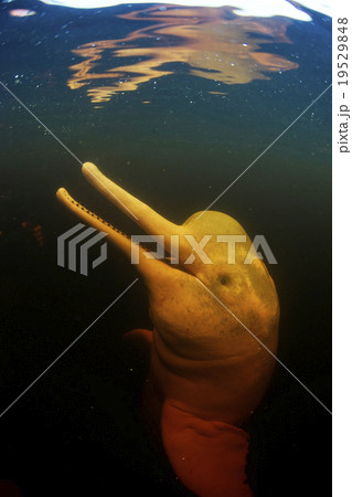 アマゾンカワイルカ 19529848