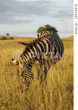 グラントシマウマ グラントシマウマ 19529870