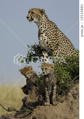 チーター 19529881