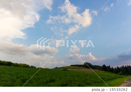上原コスモス園　夏の夕暮れ　青空　新潟県魚沼市 19530262