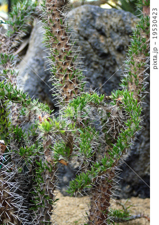 ディディエレアトロリー