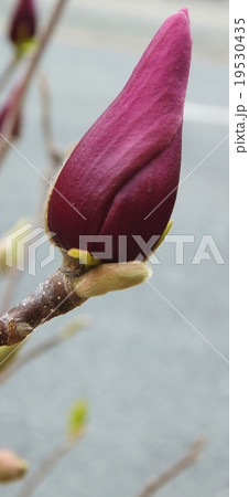 もくれんシリーズ 19530435