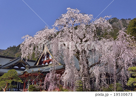 身延山 久遠寺の桜 19530673