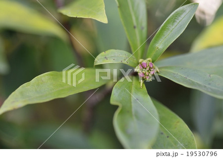 ジンチョウゲ 19530796