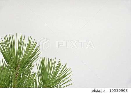 正月花の松 19530908