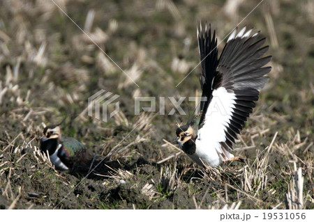 タゲリの伸び 19531056