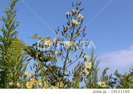 あきののげし あきののげし 19531166