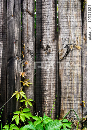 Green leaves of wild grapes on wooden background 19531625