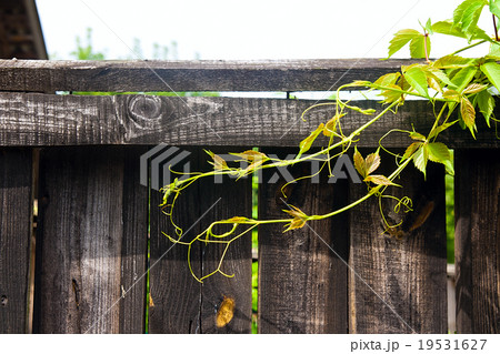 Foliage wild grapes on vintage wooden background Foliage wild grapes on vintage wooden background 19531627
