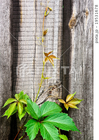 Foliage wild grapes on vintage wooden background Foliage wild grapes on vintage wooden background 19531678