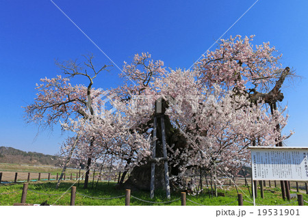 米沢の千歳桜 米沢の千歳桜 19531901