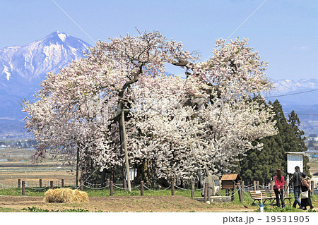 米沢の千歳桜 19531905