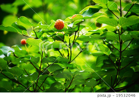 ヤマボウシの果実 ヤマボウシの果実 19532046