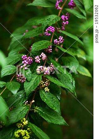 コムラサキの実 19532062