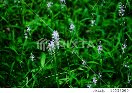 草むらに咲くツルボ 19532069