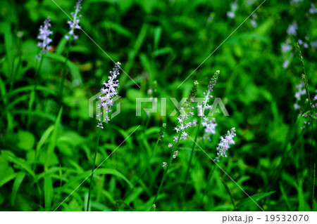 草むらに咲くツルボ 草むらに咲くツルボ 19532070