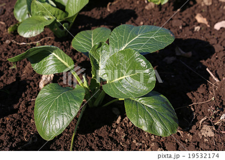 小松菜 小松菜 19532174