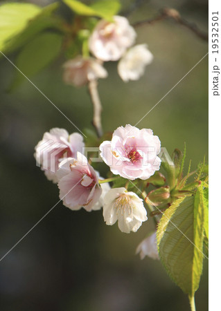 薄墨桜(会津五桜) 19532501