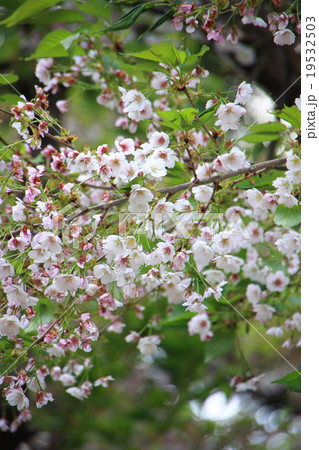 薄墨桜(会津五桜) 19532503