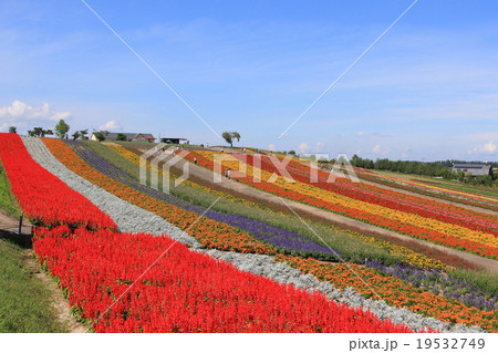 美瑛・四季彩の丘1 美瑛・四季彩の丘1 19532749