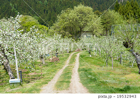 りんごの花とりんご畑の写真素材