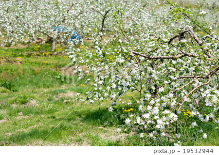 りんごの花とりんご畑の写真素材