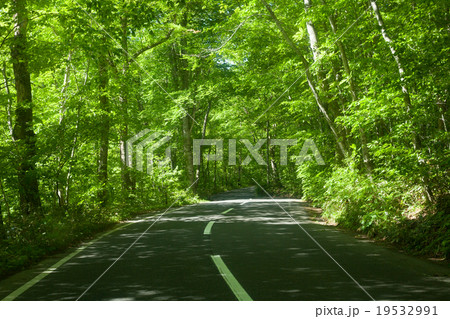 新緑の道 新緑の道 19532991