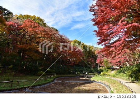 紅葉 19533359