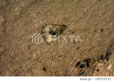 サガダの鍾乳洞 19533533