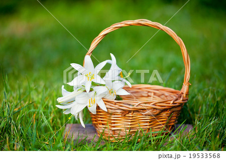 Basket with lily flowers on the grass Basket with lily flowers on the grass 19533568