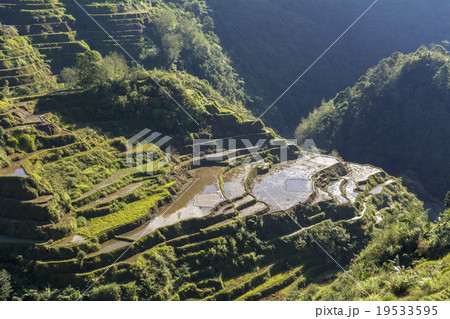 コルディリェーラの棚田群 コルディリェーラの棚田群 19533595