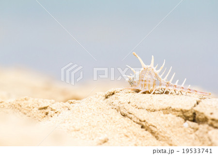 Bright seashell lies on the beach in the sand. Bright seashell lies on the beach in the sand. 19533741