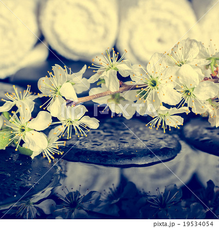 toned spa background of zen stones, twig plum  19534054